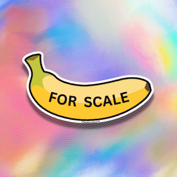 Banana- For scale sticker